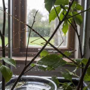 Terrariums and tools for insects and micro pets