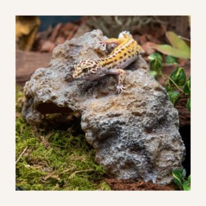 Resin Reptile Hide Cave for Secure Reptile Hideout And Resting Shelter